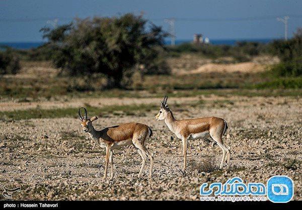 جزیره کیش زیستگاه آهوی ایرانی