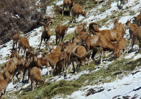 تجارت غیرقانونی؛ معضلی برای حیات وحش طارم تجارت غیرقانونی؛ معضلی برای حیات وحش طارم